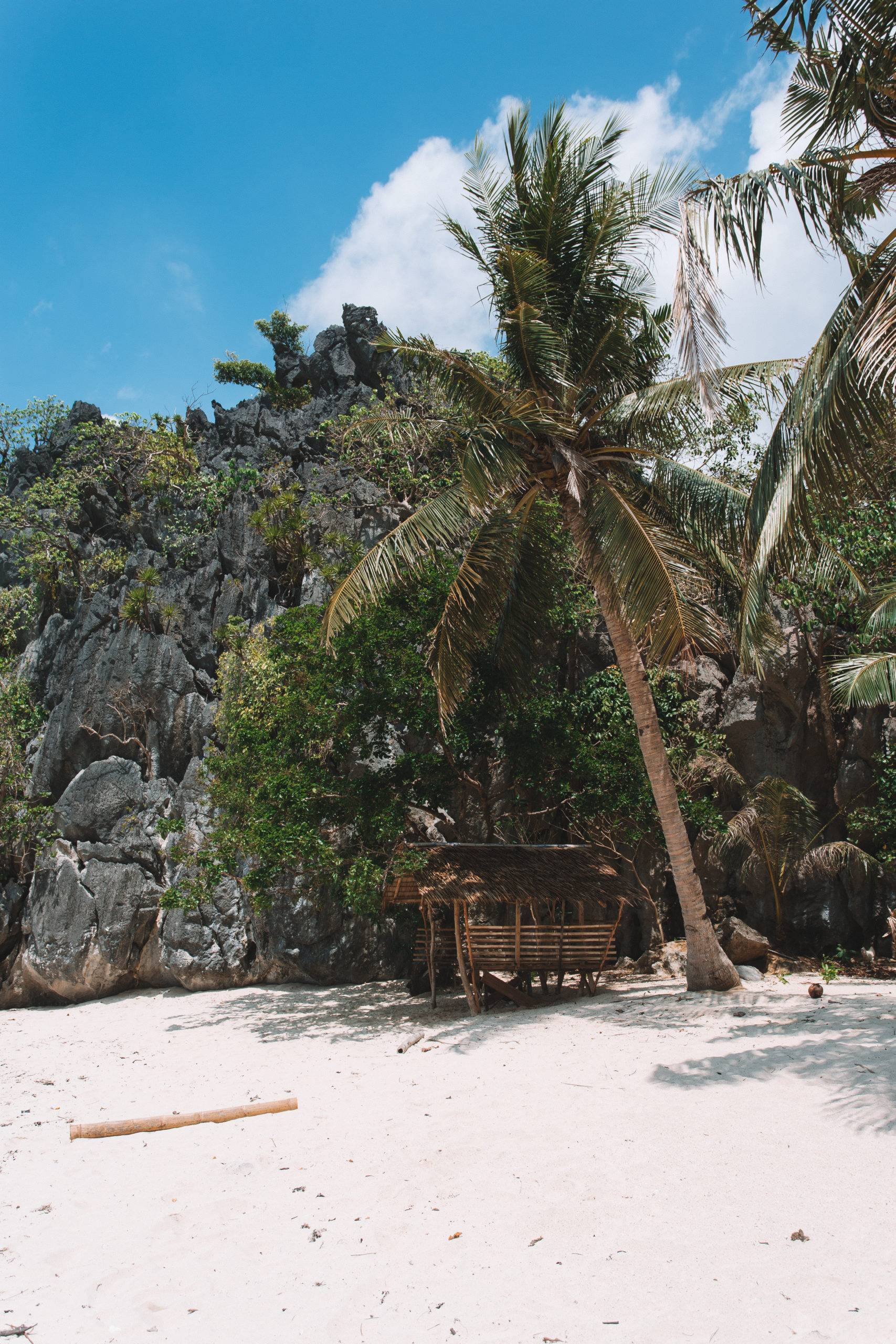 alberi-palme-tree-palms-nella-spiaggia